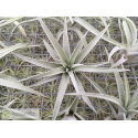 Tillandsia harrisii M