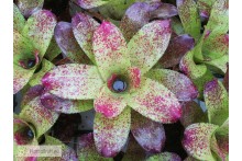 Neoregelia kautskyi Hybrid
