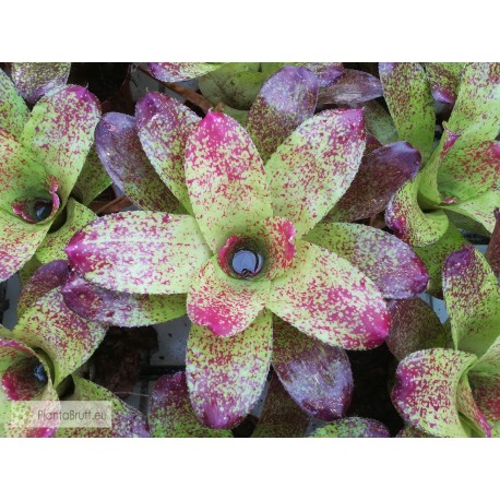 Neoregelia kautskyi Hybrid