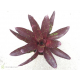 Neoregelia Hera Little Bright