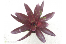 Neoregelia Hera Little Bright