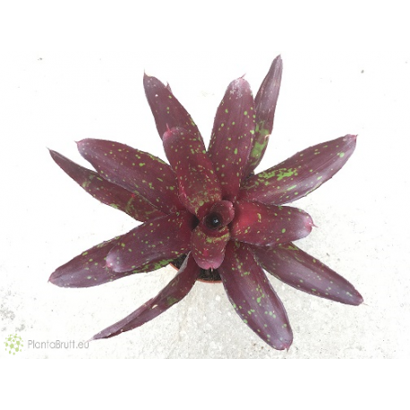 Neoregelia Hera Little Bright