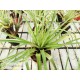 Tillandsia lampropoda