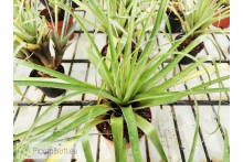Tillandsia lampropoda