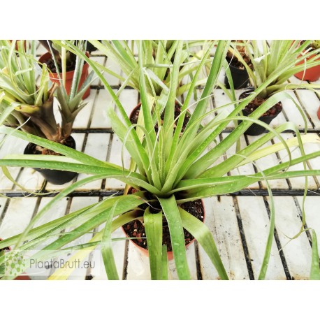 Tillandsia lampropoda