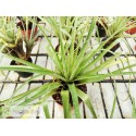 Tillandsia lampropoda