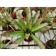 Tillandsia imperialis