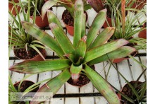 Tillandsia imperialis