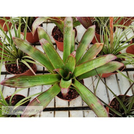 Tillandsia imperialis
