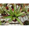 Tillandsia imperialis