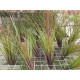 Tillandsia festucoides