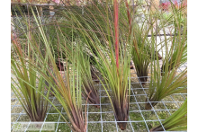 Tillandsia festucoides