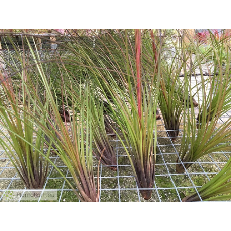 Tillandsia festucoides