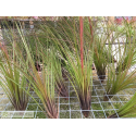 Tillandsia festucoides