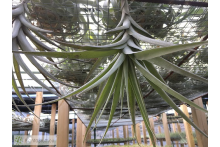 Tillandsia latifolia var. divaricata