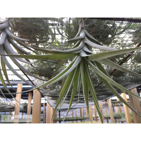Tillandsia latifolia var. divaricata