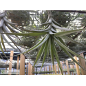 Tillandsia latifolia var. divaricata