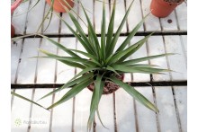 Tillandsia lautneri