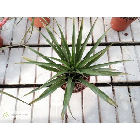 Tillandsia lautneri