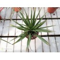 Tillandsia lautneri