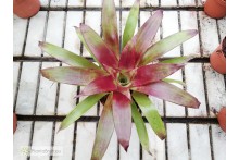 Tillandsia guatemalensis