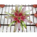 Tillandsia guatemalensis