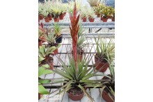 Tillandsia welzii