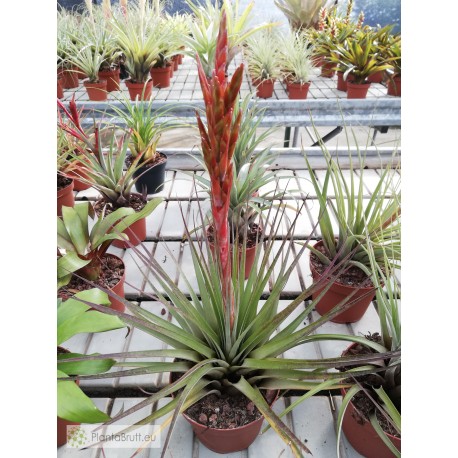 Tillandsia welzii