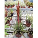 Tillandsia welzii