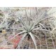 Tillandsia cereicola (Vriesea)
