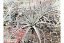 Tillandsia cereicola (Vriesea)