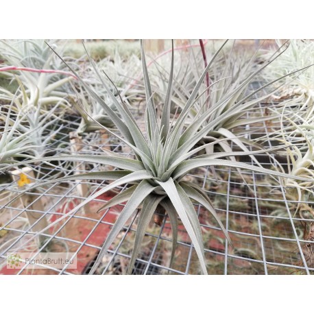 Tillandsia cereicola (Vriesea)