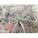 Tillandsia cereicola (Vriesea)