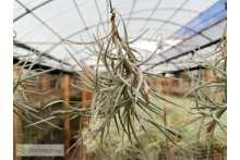 Tillandsia crocata x usneoides