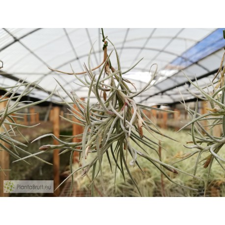 Tillandsia crocata x usneoides