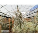 Tillandsia crocata x usneoides