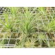Tillandsia Joel (bulbosa x  ionantha)