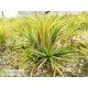Tillandsia ionantha Druid clumb