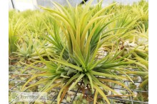 Tillandsia ionantha Druid clumb
