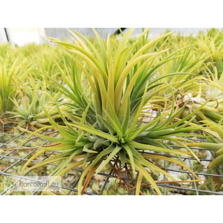 Tillandsia ionantha Druid clumb