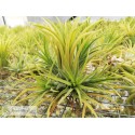 Tillandsia ionantha Druid clumb