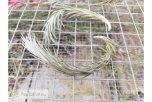 Tillandsia araujei
