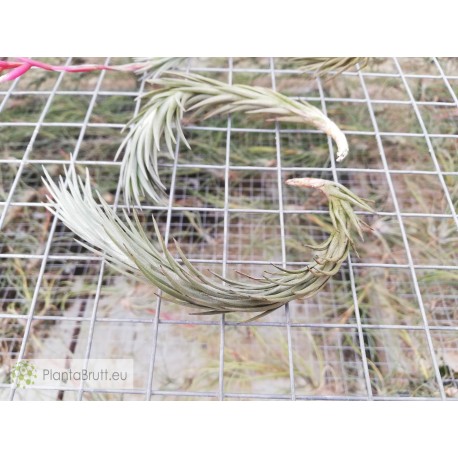 Tillandsia araujei