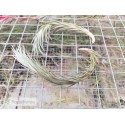 Tillandsia araujei