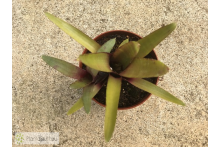 Neoregelia ampullacea  Manian Oppenheimer
