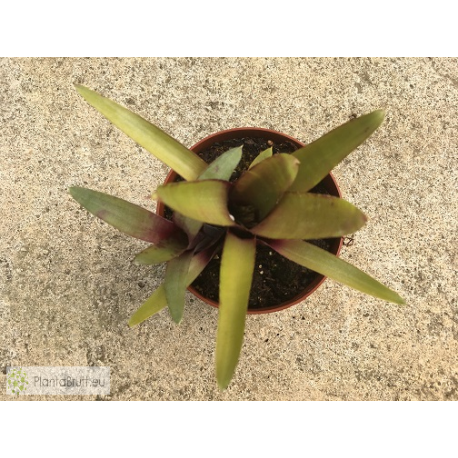 Neoregelia Screaming Tiger