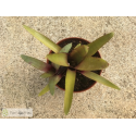 Neoregelia ampullacea  Manian Oppenheimer