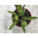 Neoregelia Java Plum x Babe