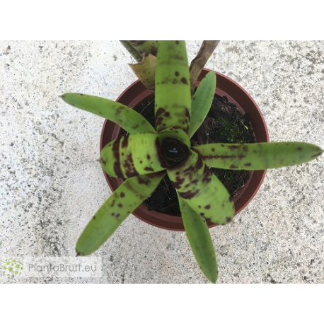 Neoregelia Java Plum x Babe