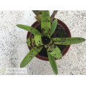 Neoregelia Java Plum x Babe